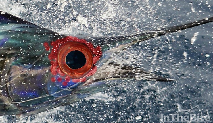 The first sailfish in recorded history with red, dilated eyes.
