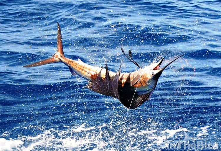 Right side up., upside down... there are lots of sailfish in Costa Rica. Courtesy Bushwacker Charters.