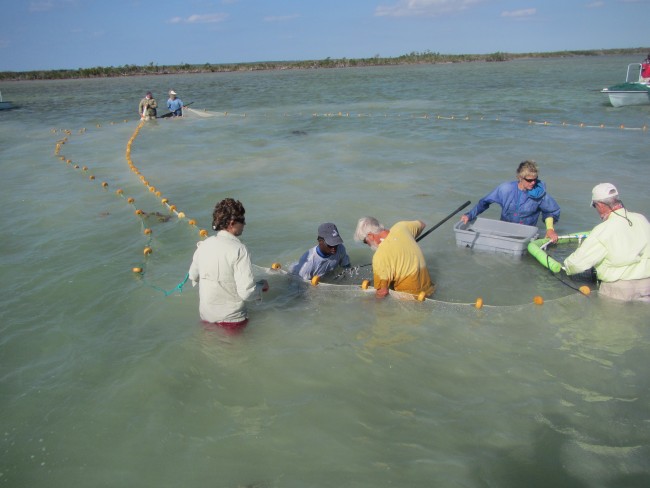 A crew comprised of scientists, guides, and volunteers tag bonefish as part of the Bahamas Initiative.
