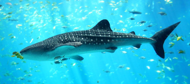 whaleshark1