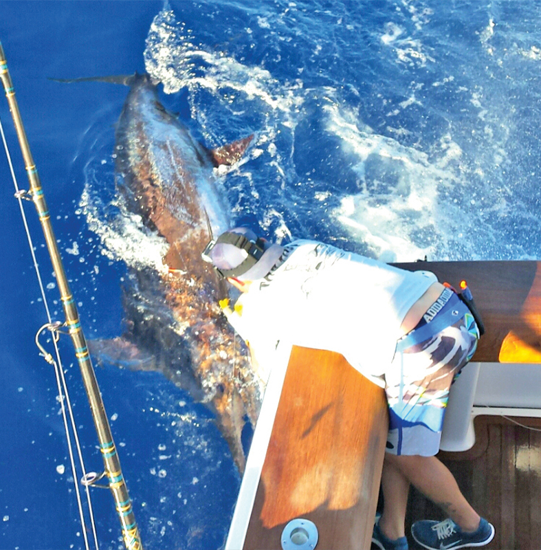 catching blue marlin on live bait