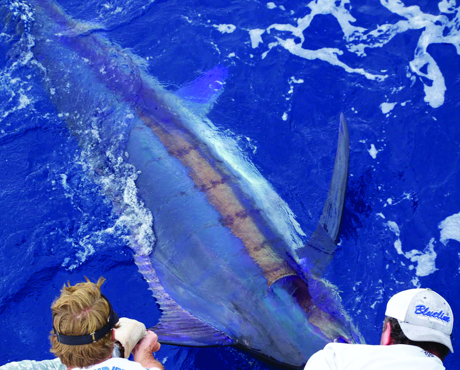 Ascension Island: The Ultimate Destination for Giant Marlin
