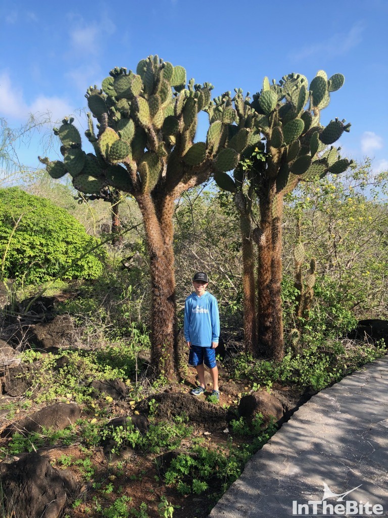 Cactus in Galapagos