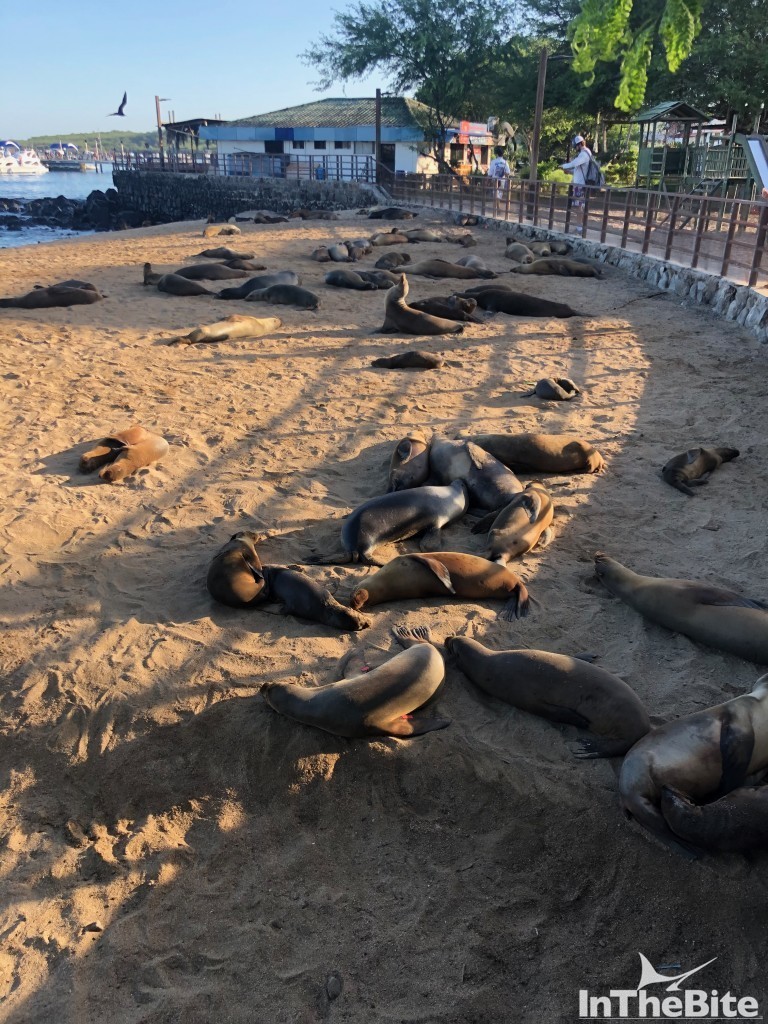 Sea lions in San Cristobal