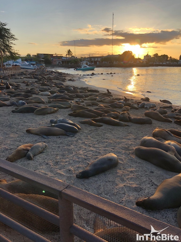 Sea lions and sunset in San Cristobal Galapagos