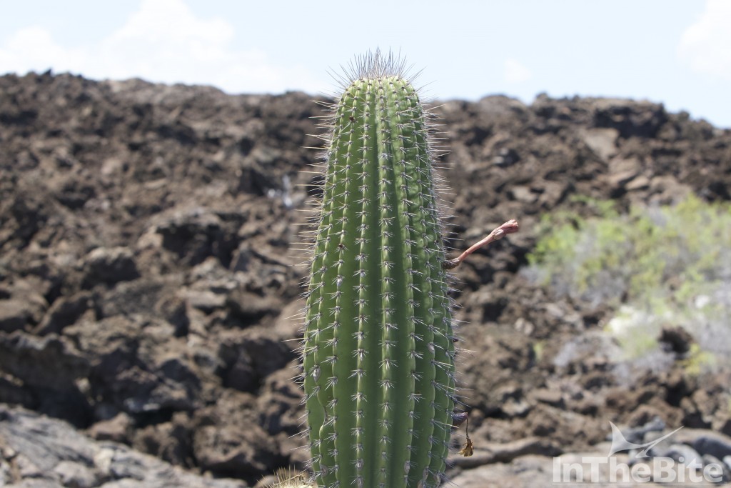 Cactus in the Galapagos