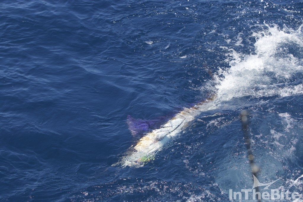 Striped marlin in the Galapagos