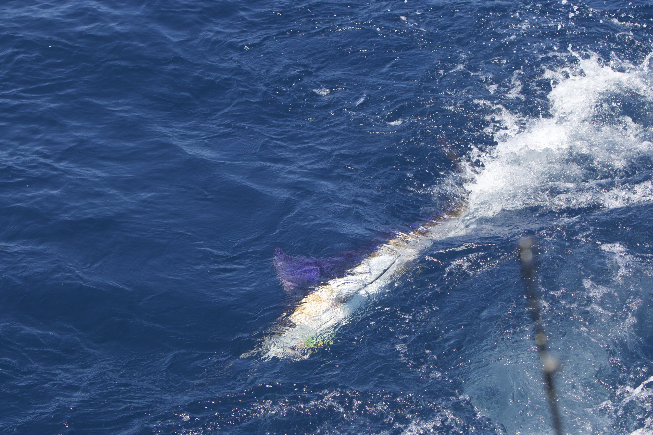 Galapagos Sportfishing striped marlin just under the surface of the water while being reeled in