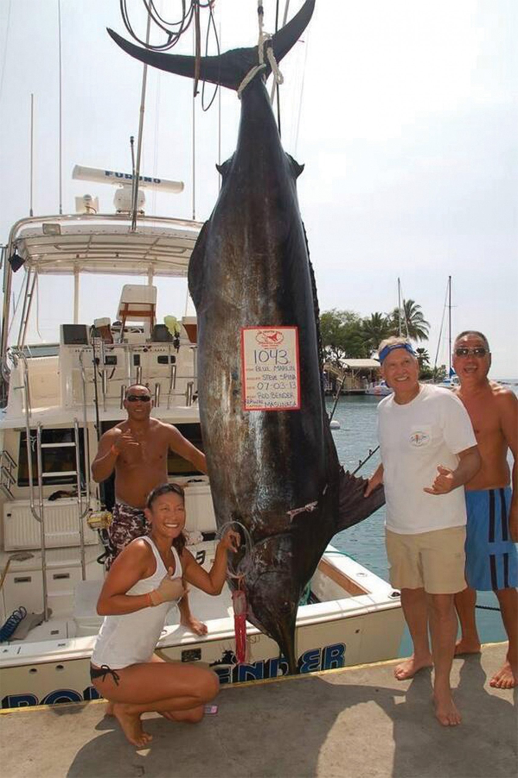 1043 lb marlin hanging on kona scale 