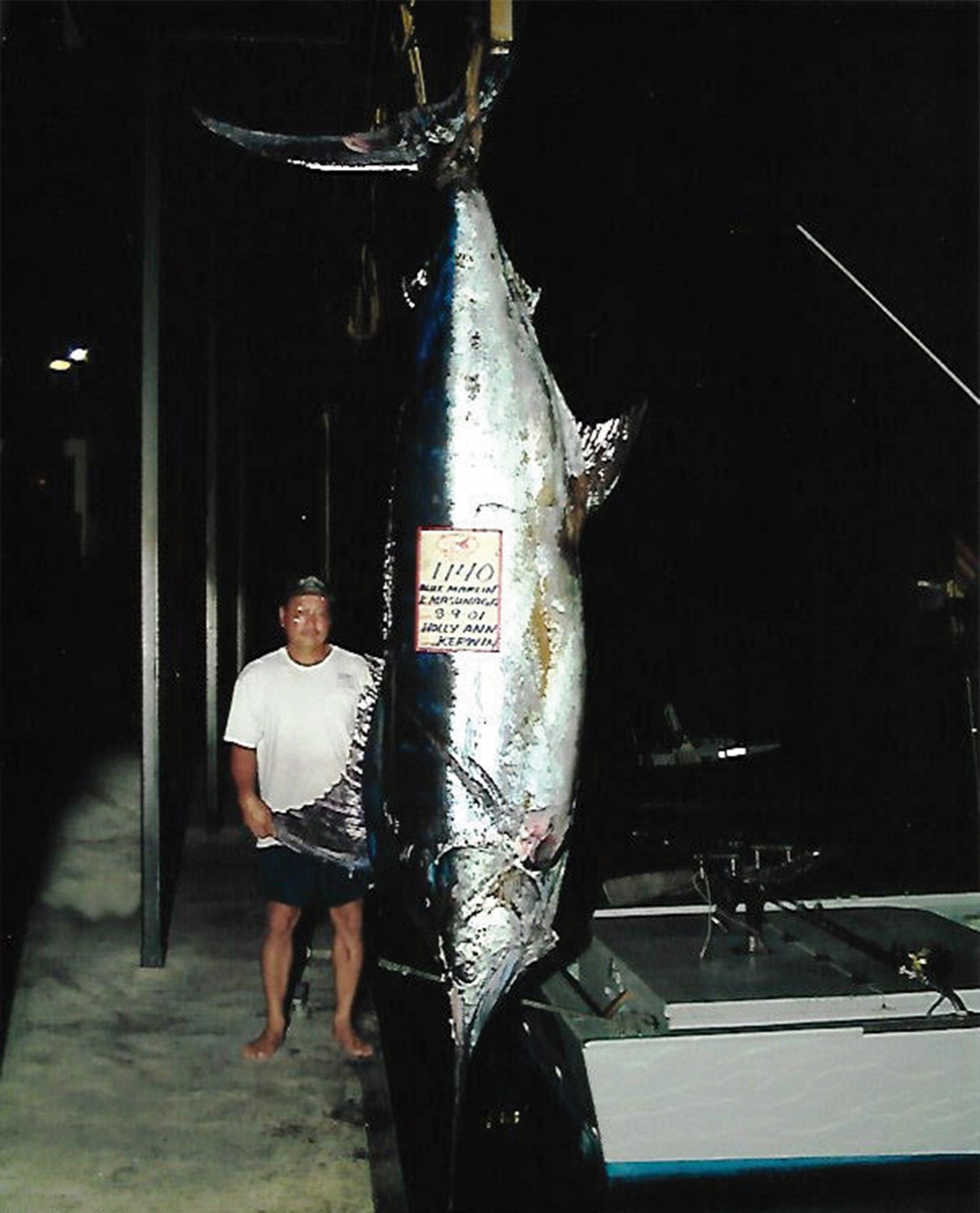1140 lb marlin hanging from a scale