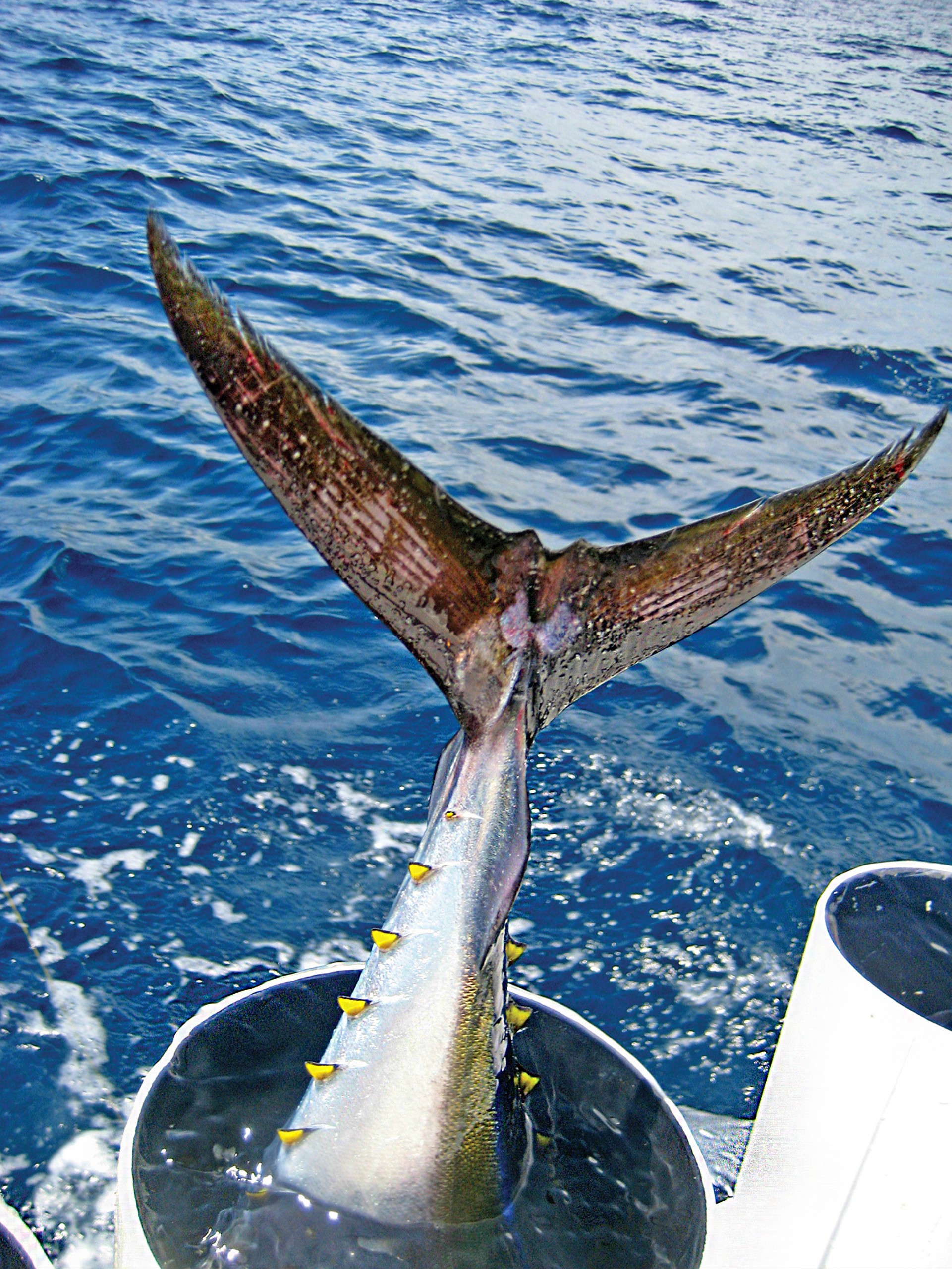 Tuna Tube Solutions for Center Consoles InTheBite