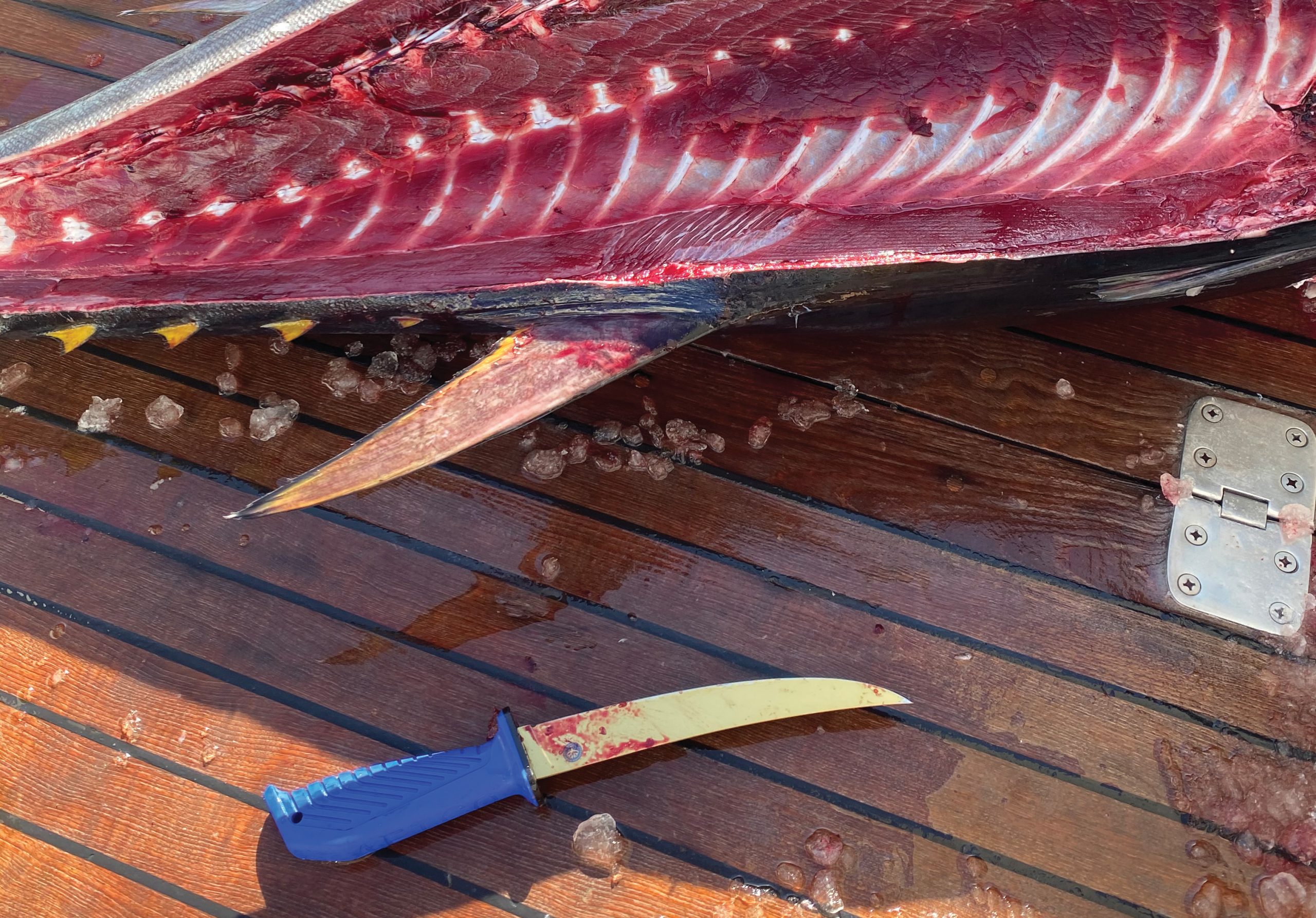 fish cutting tools